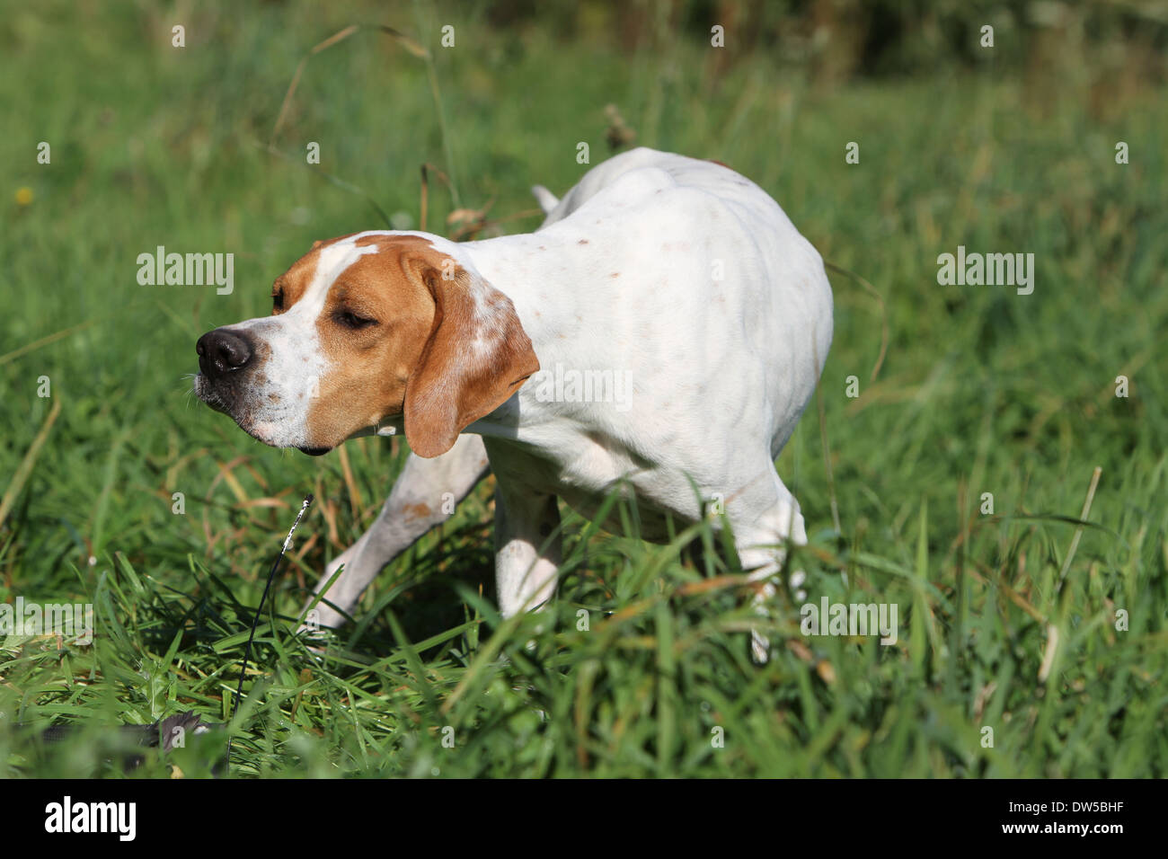 Dog English Pointer  /  adult standing in a field Stock Photo