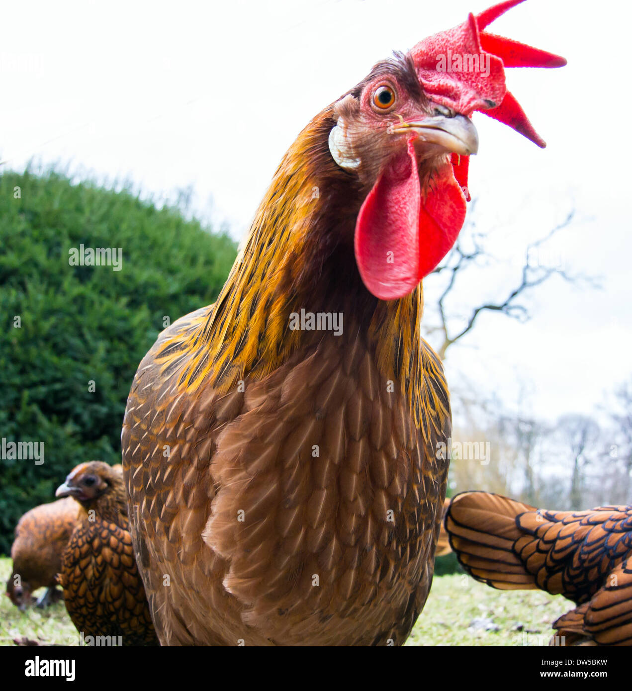 Chicken Stock Photo