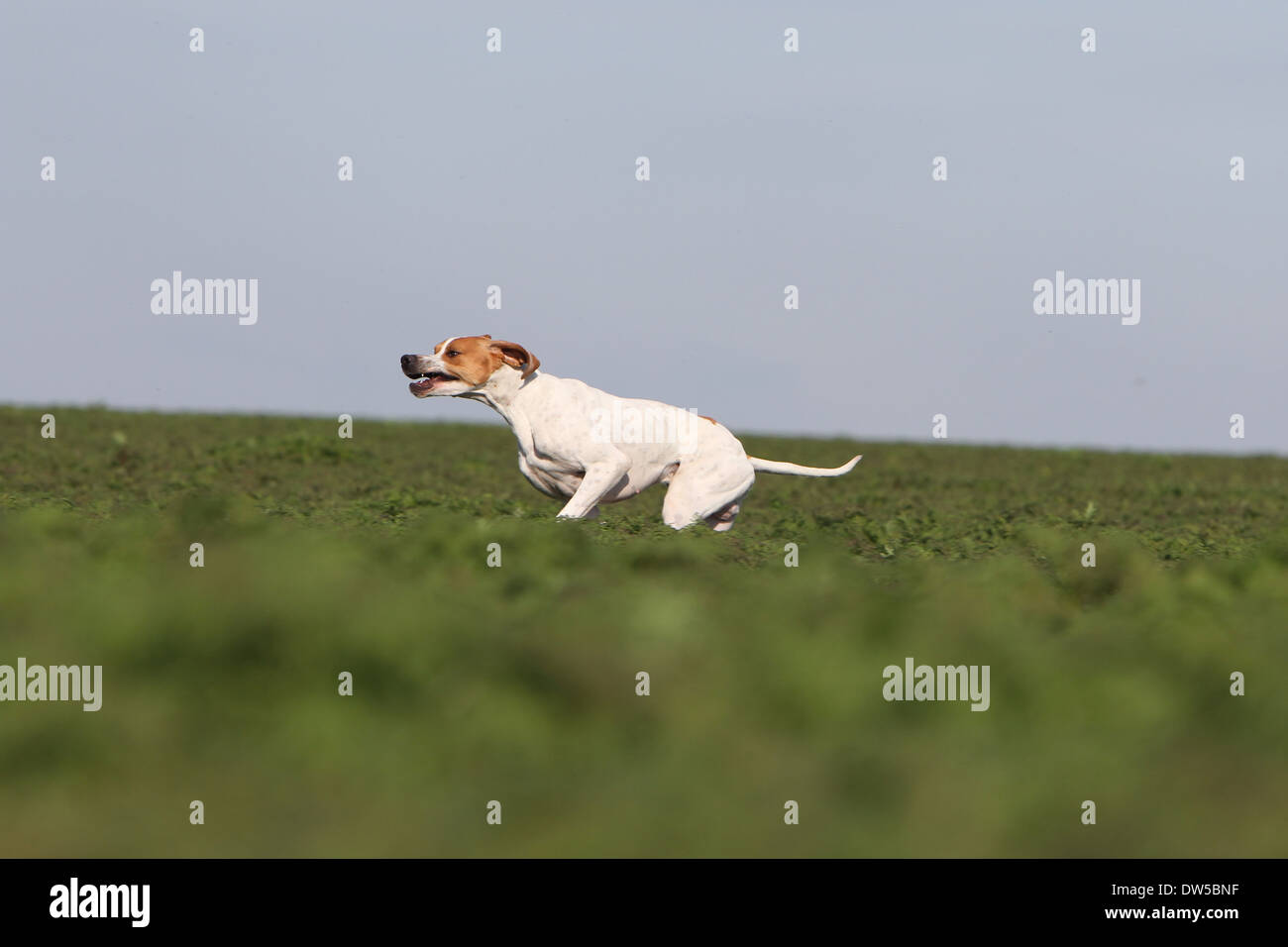 Dog English Pointer  /  adult running in a field Stock Photo