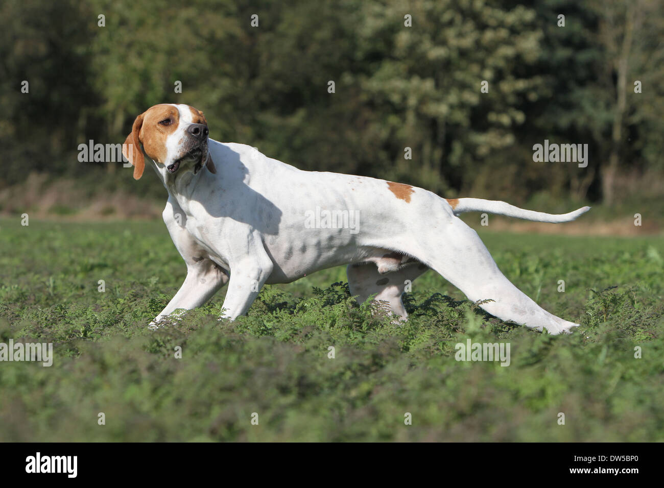 Dog English Pointer  /  adult standing in a field Stock Photo