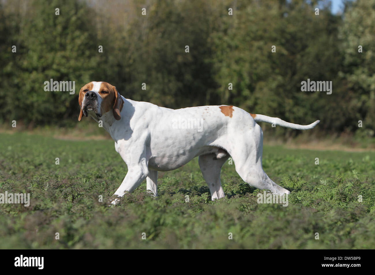 Dog English Pointer  /  adult walking in a field Stock Photo