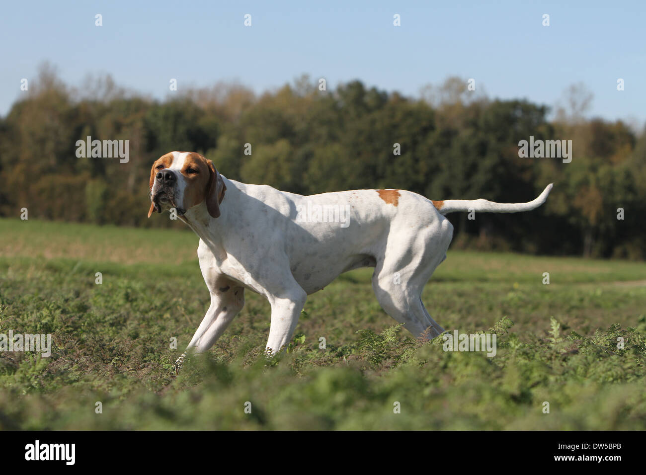 Dog English Pointer  /  adult standing in a field Stock Photo