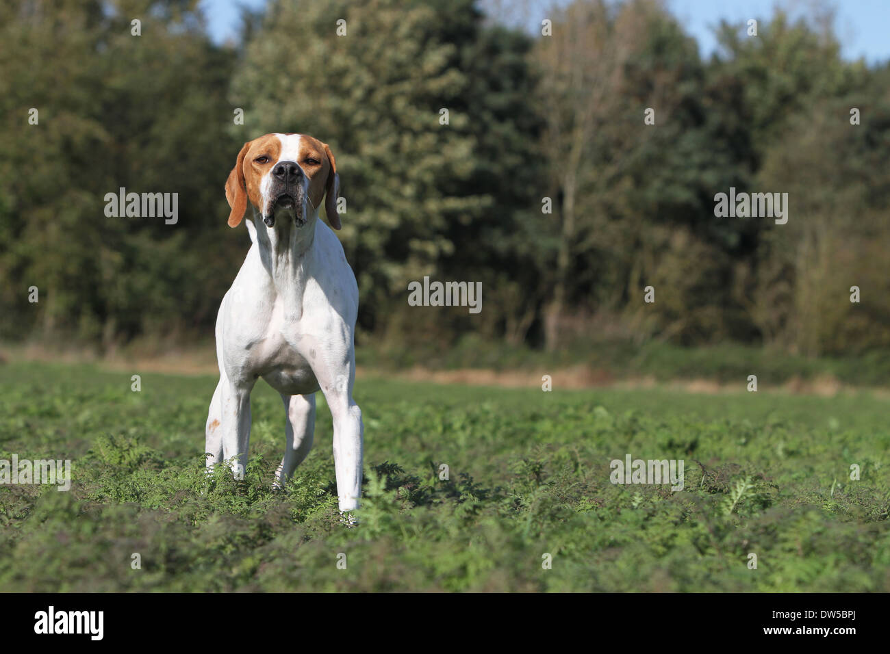 Dog English Pointer  /  adult standing in a field Stock Photo