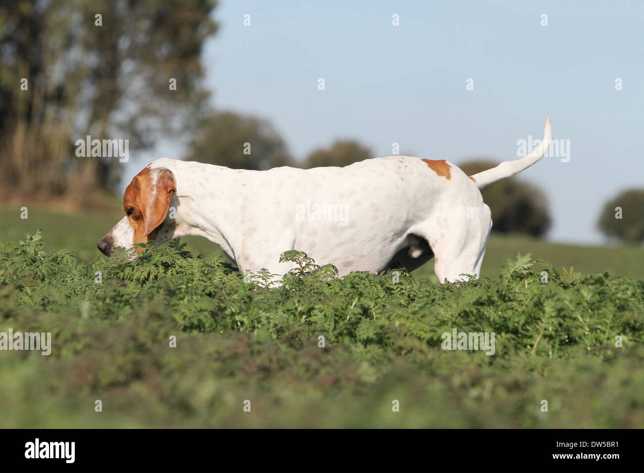 Dog English Pointer  /  adult pointing in a field Stock Photo