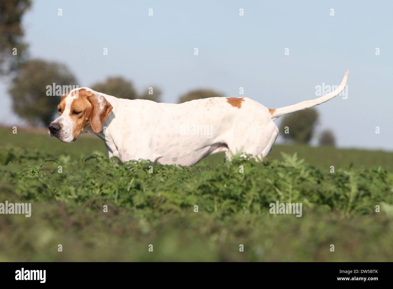 Dog English Pointer  /  adult standing in a field Stock Photo