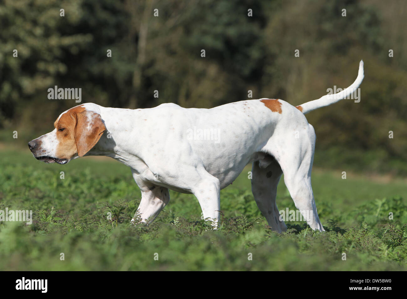 Dog English Pointer  /  adult pointing in a field Stock Photo