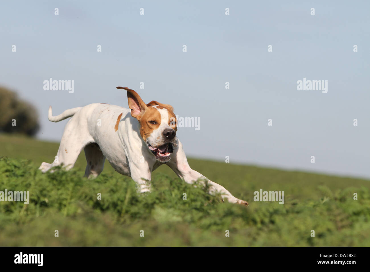 Dog English Pointer  /  adult running in a field Stock Photo