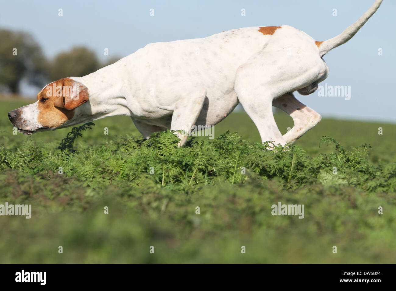 Dog English Pointer  /  adult running in a field Stock Photo
