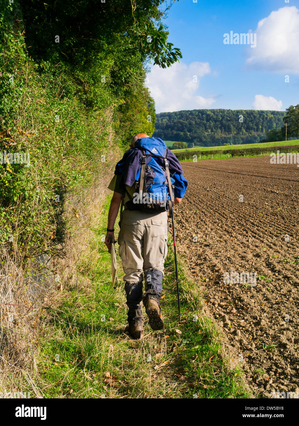 A rambler walking on a field margin on a Shropshire footpath, England Stock Photo