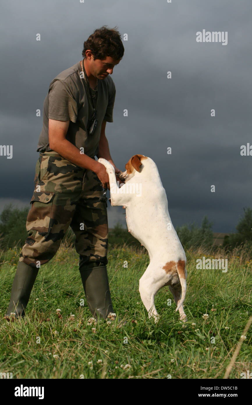 Dog English Pointer  /  adult brings a partridge to the hunter Stock Photo