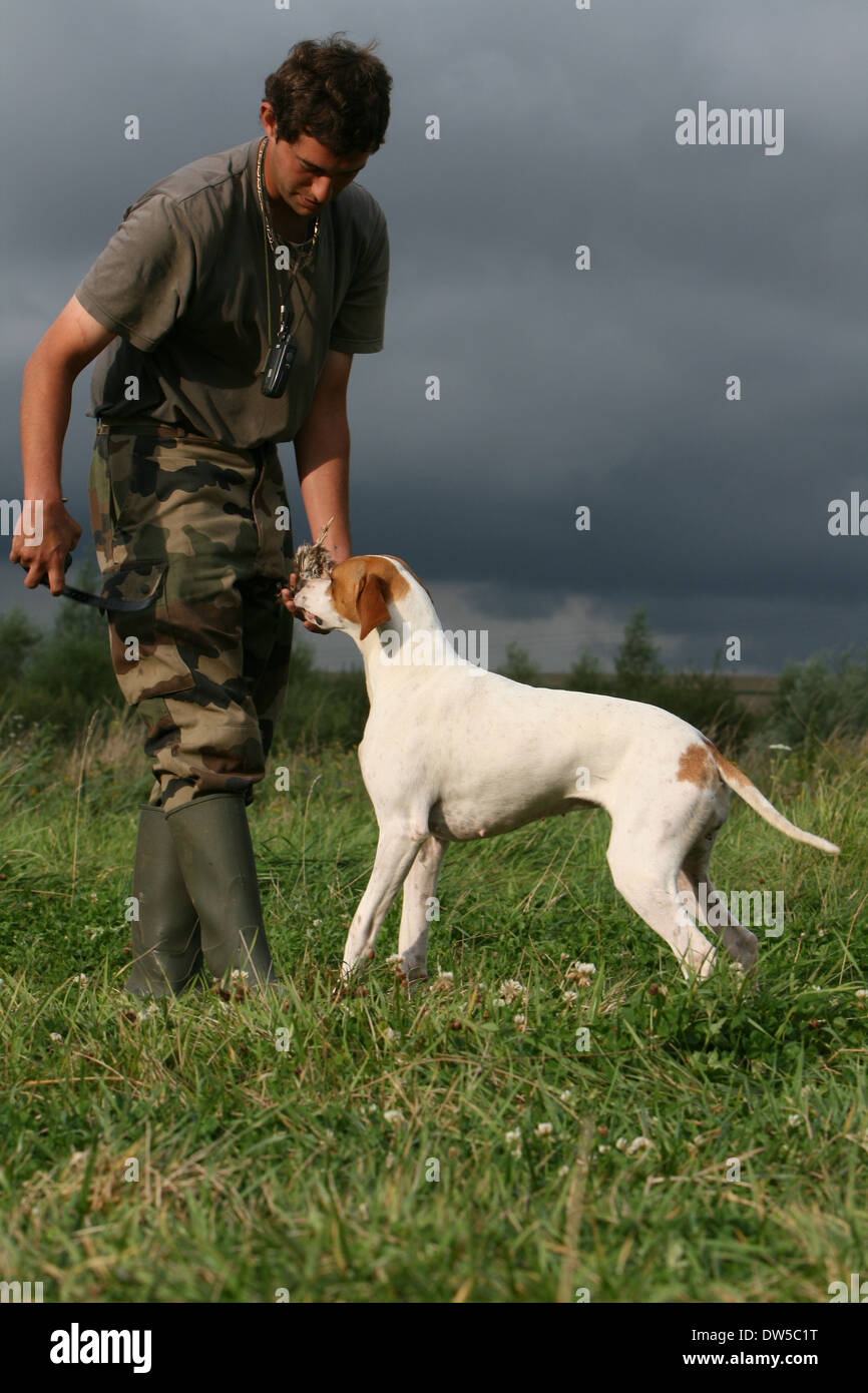 Dog English Pointer  /  adult brings a partridge to the hunter Stock Photo