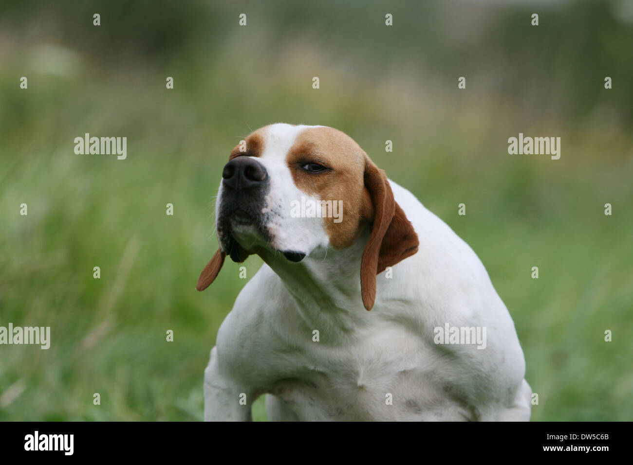 Dog English Pointer  /  adult portrait Stock Photo