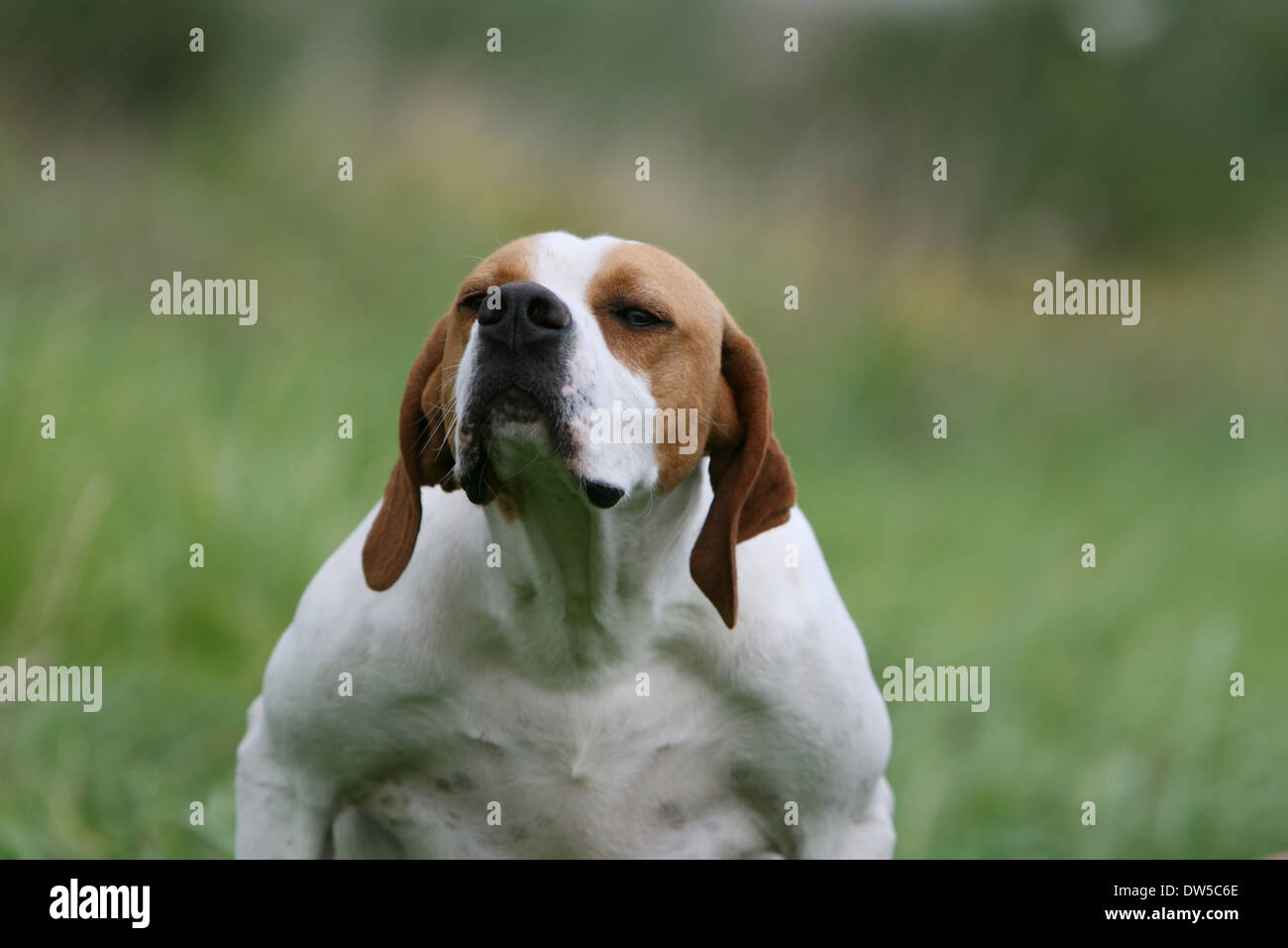 Dog English Pointer  /  adult portrait Stock Photo