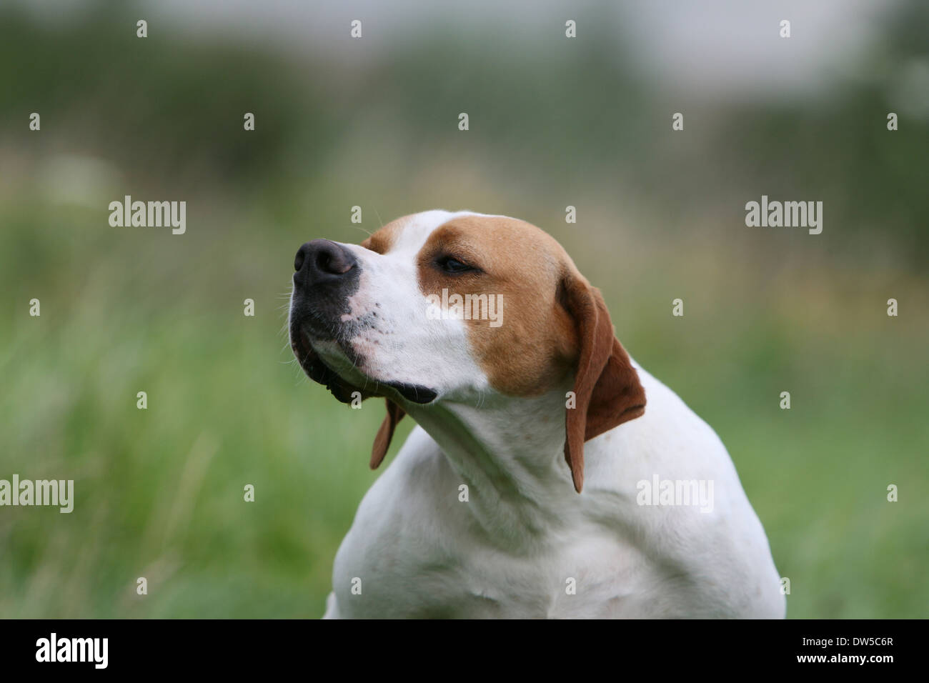 Dog English Pointer  /  adult portrait Stock Photo