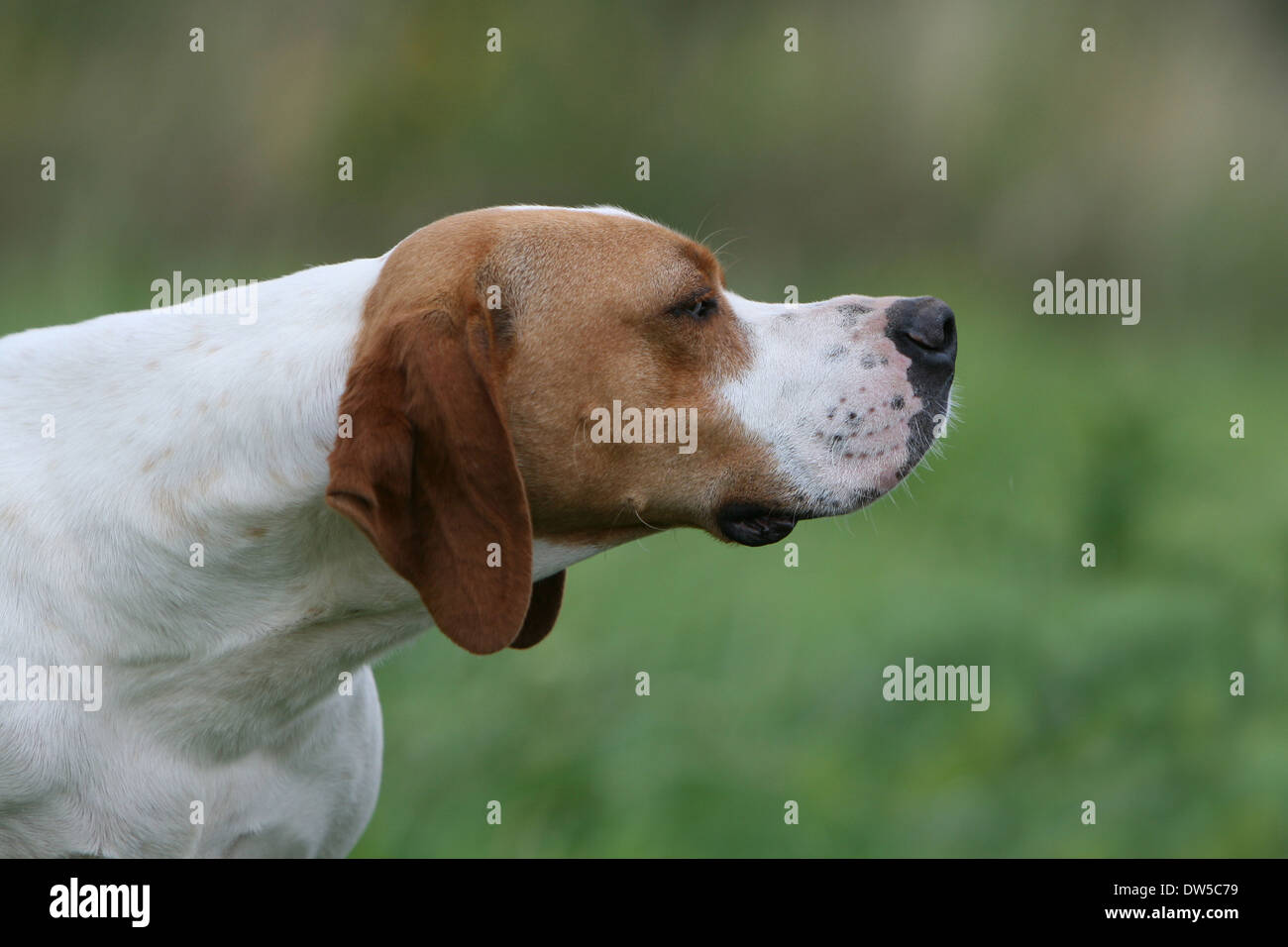 Dog English Pointer  /  adult portrait Stock Photo