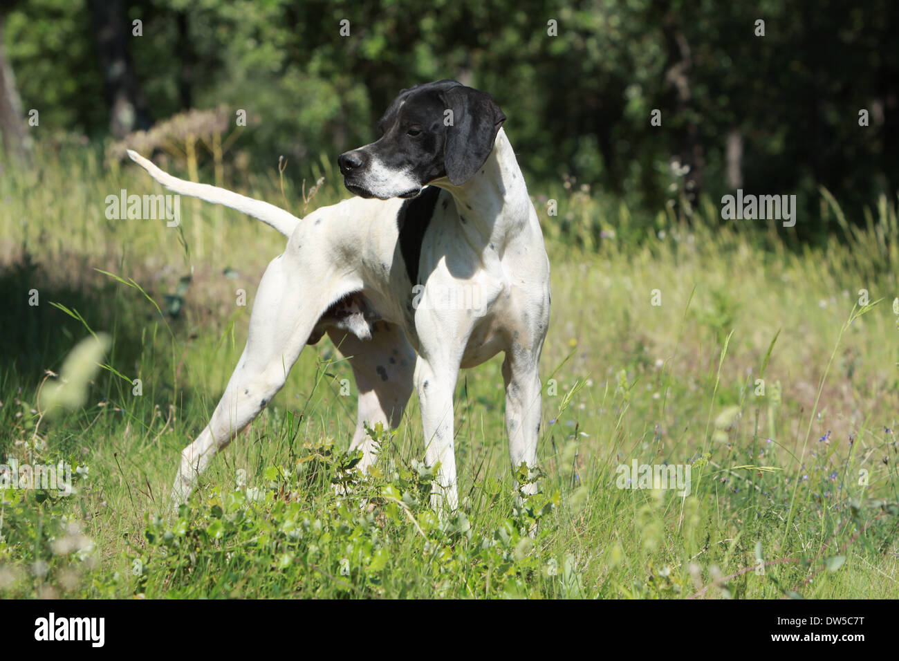 Dog English Pointer  /  adult pointing in a forest Stock Photo