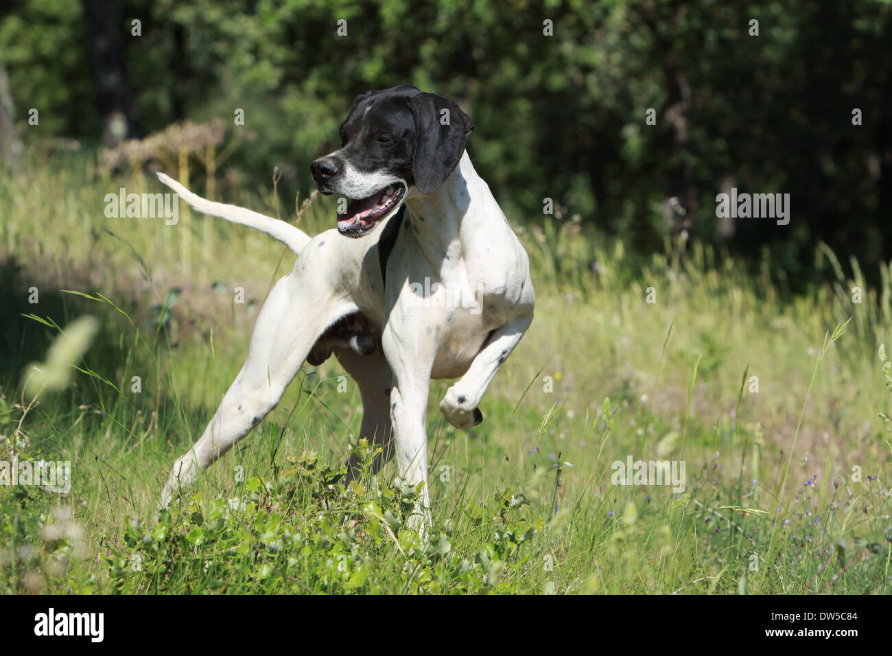 Dog English Pointer  /  adult pointing in a forest Stock Photo
