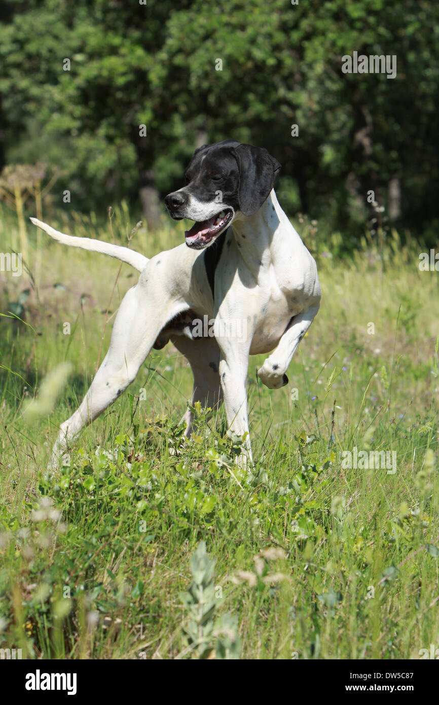 Dog English Pointer  /  adult pointing in a forest Stock Photo