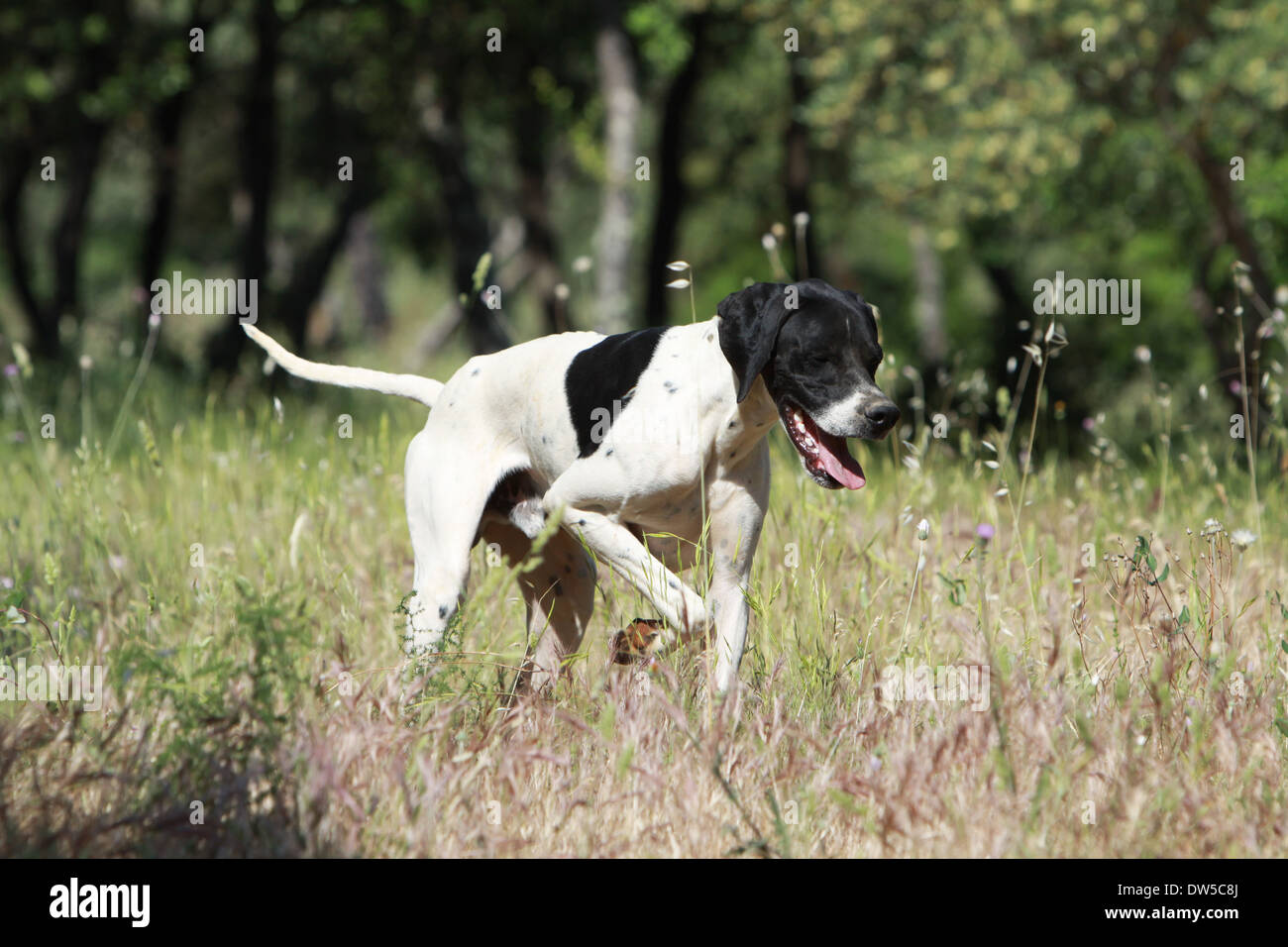 Dog English Pointer  /  adult pointing in a forest Stock Photo