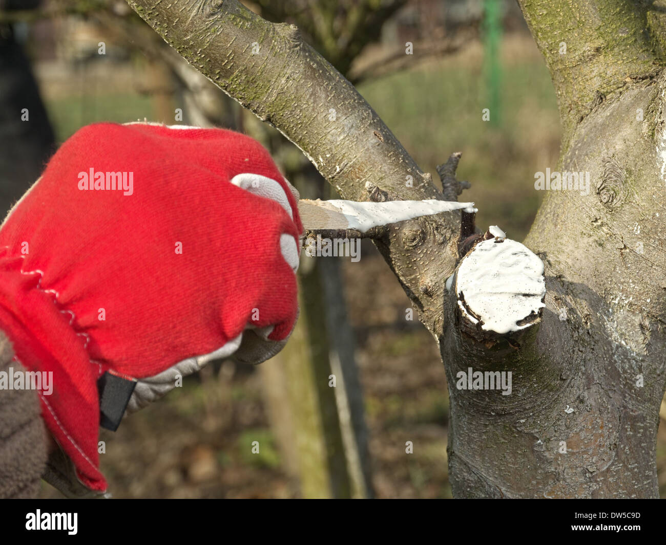Closeup of gardener's hand protecting pruned apple tree branch with white wound paint Stock Photo