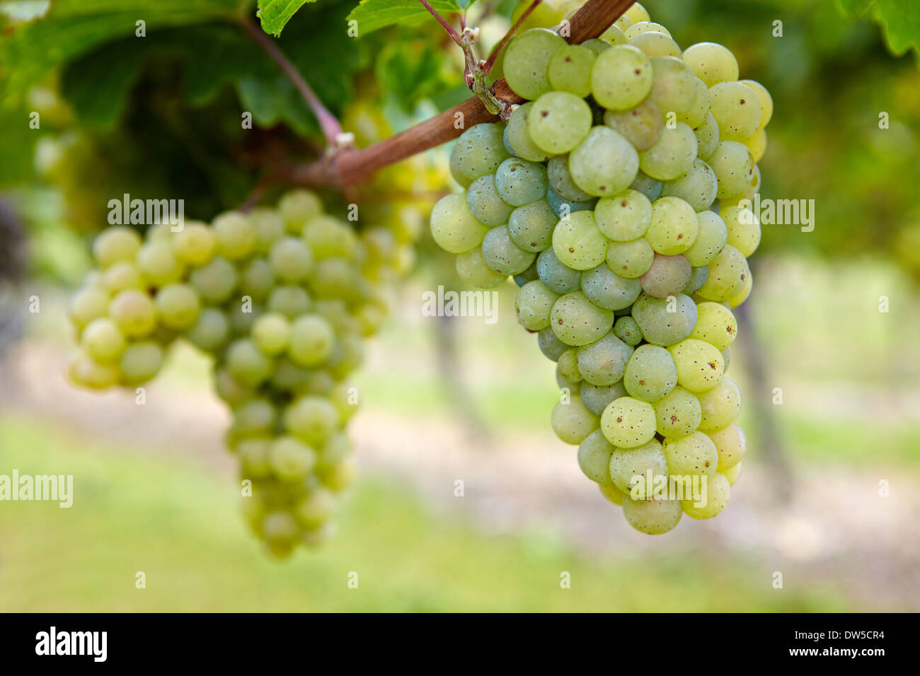 Rie hi-res stock photography and images - Alamy