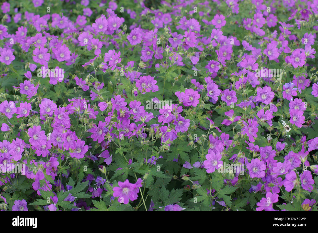 Geranium sirak purple blossom Stock Photo