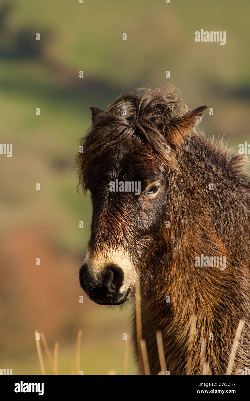 Close up profile shot of Exmoor Pony Stock Photo