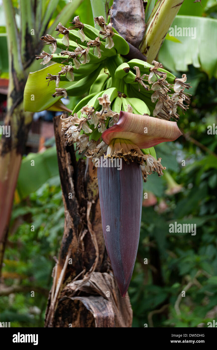 Tropical Banana flower in the pollination state Stock Photo Alamy