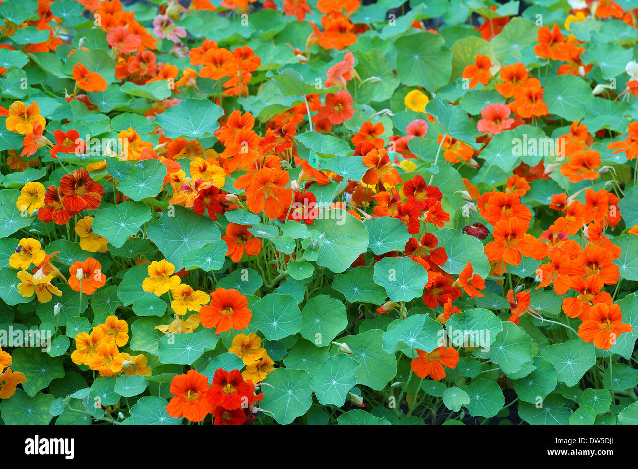 Red yellow nasturtium flowers and leaves Tropaeolum majus Stock Photo