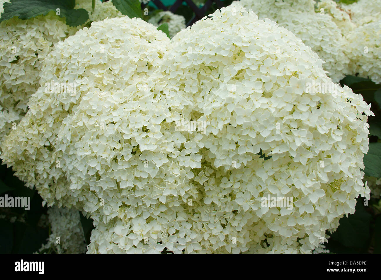 White abundant hydrangea blossom Stock Photo