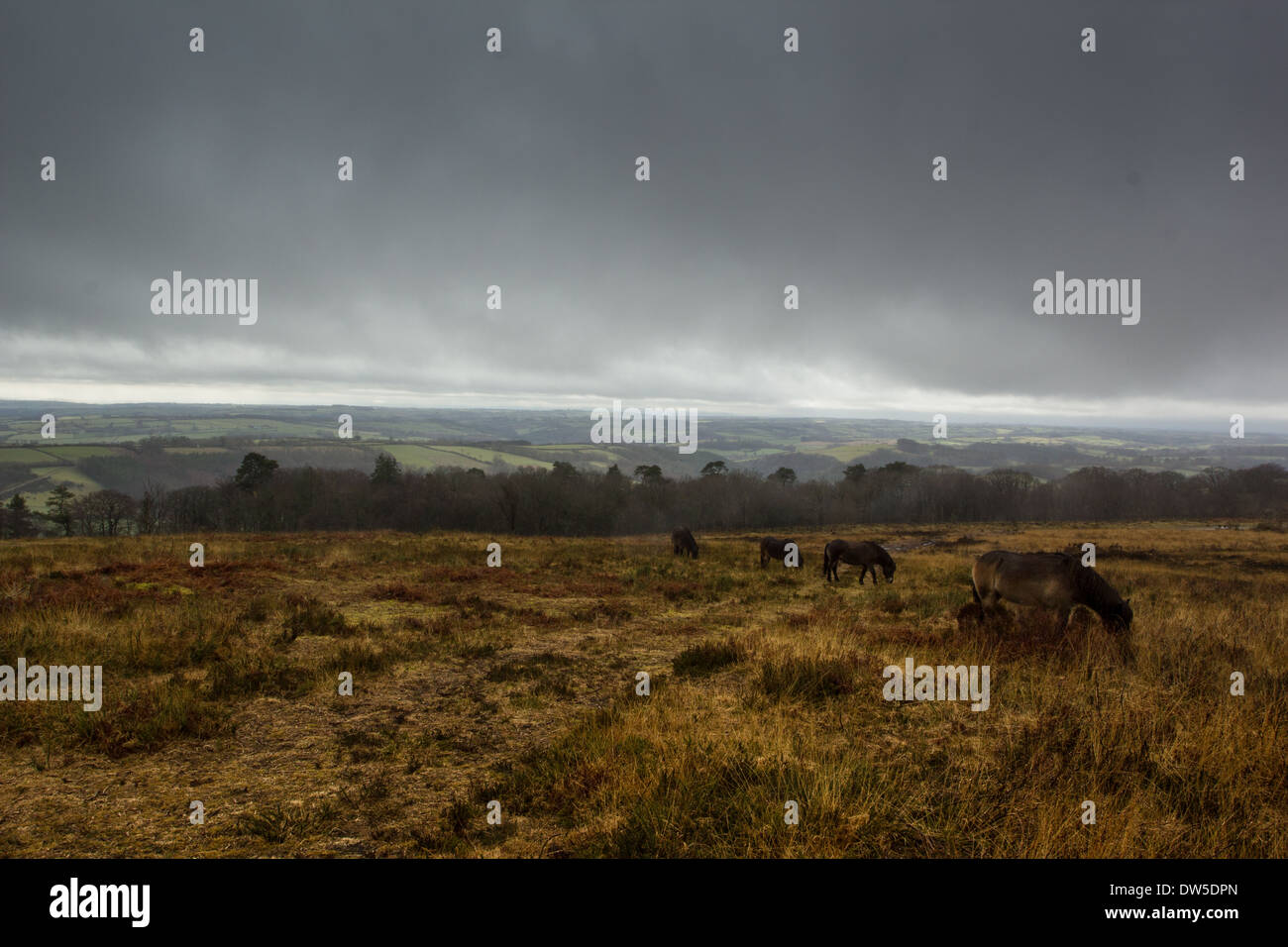 Cloudy skies briefly hang over Exmoor National Park whilst a line of ponies feed Stock Photo