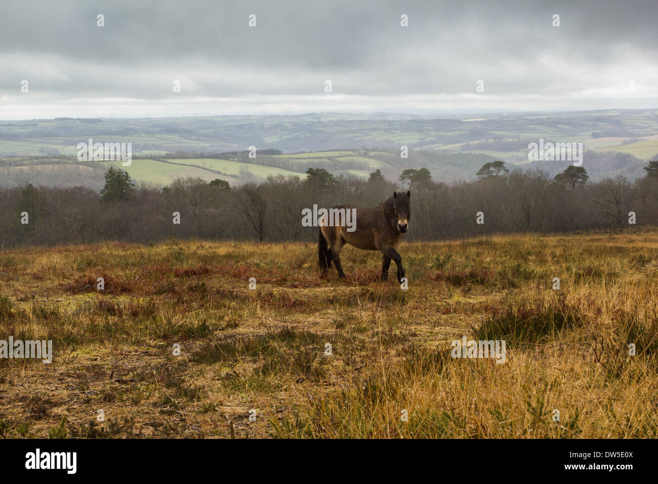 Cloudy skies briefly hang over Exmoor National Park with a pony taking centre stage Stock Photo