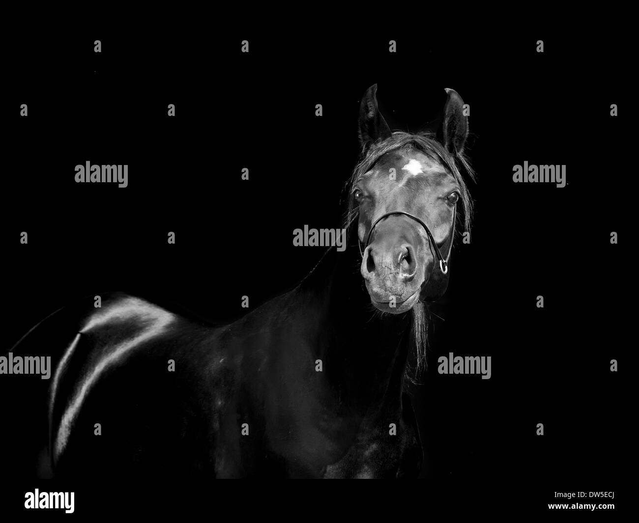 Arabian horse at show Black and White Stock Photos & Images - Alamy