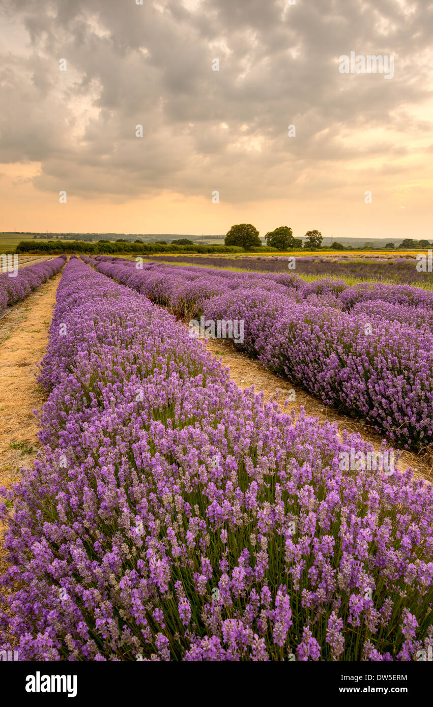 Alton Lavender Farm, Hampshire, UK Stock Photo