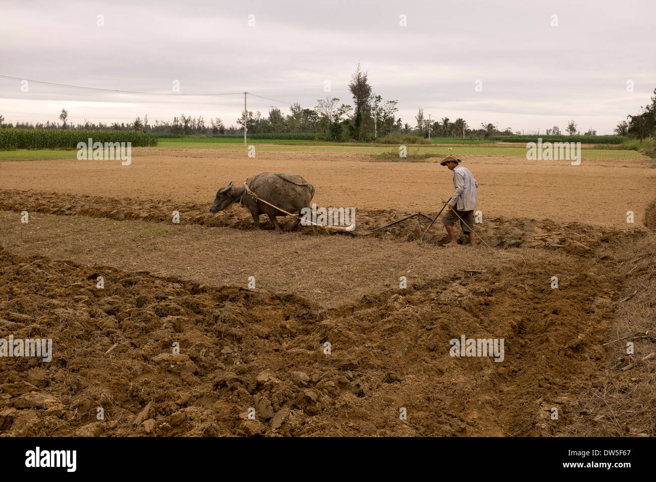 Farmer with Ox ploughing the field Stock Photo