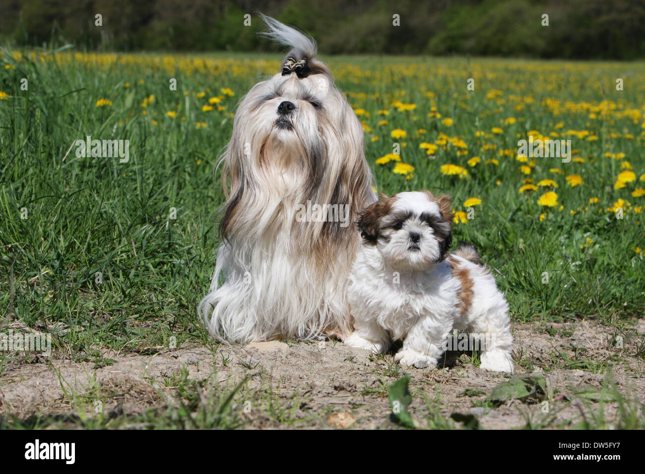 Shih Tzu Dogs  Breed, History and Health Overview