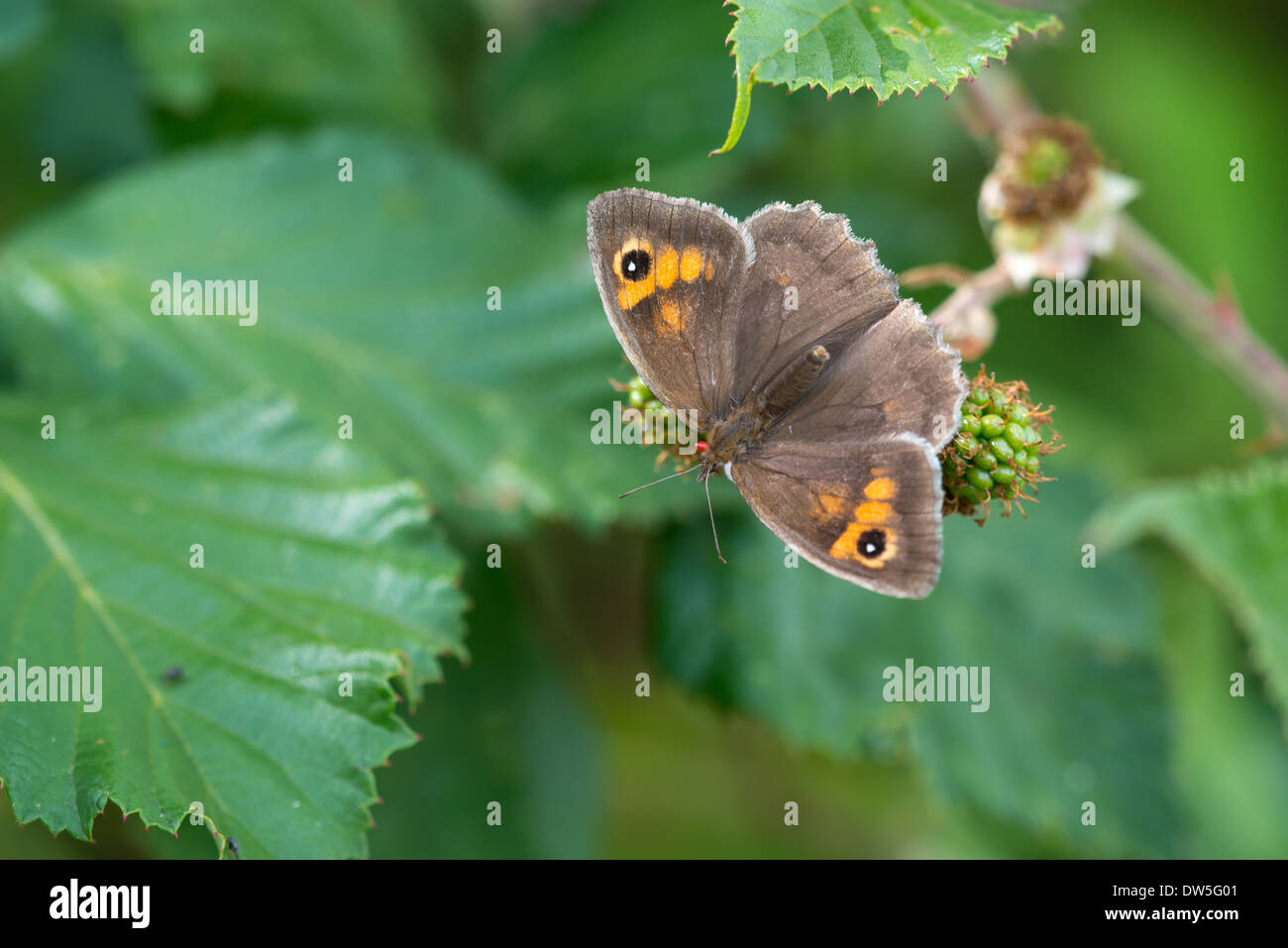A Meadow Brown Butterfly. Stock Photo