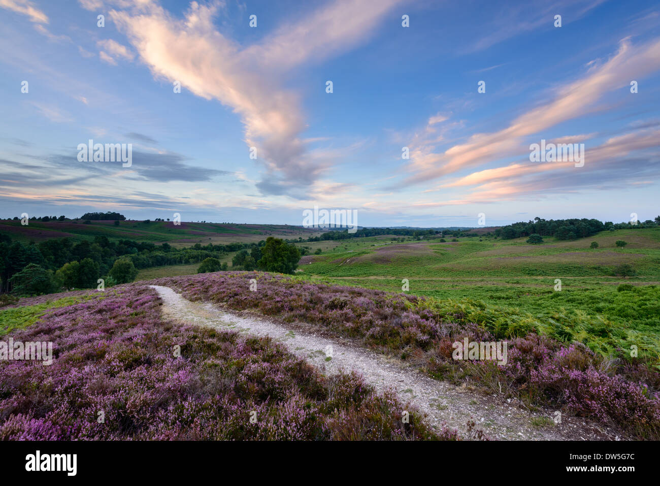 A view at Rockford Common in the New Forest. Stock Photo