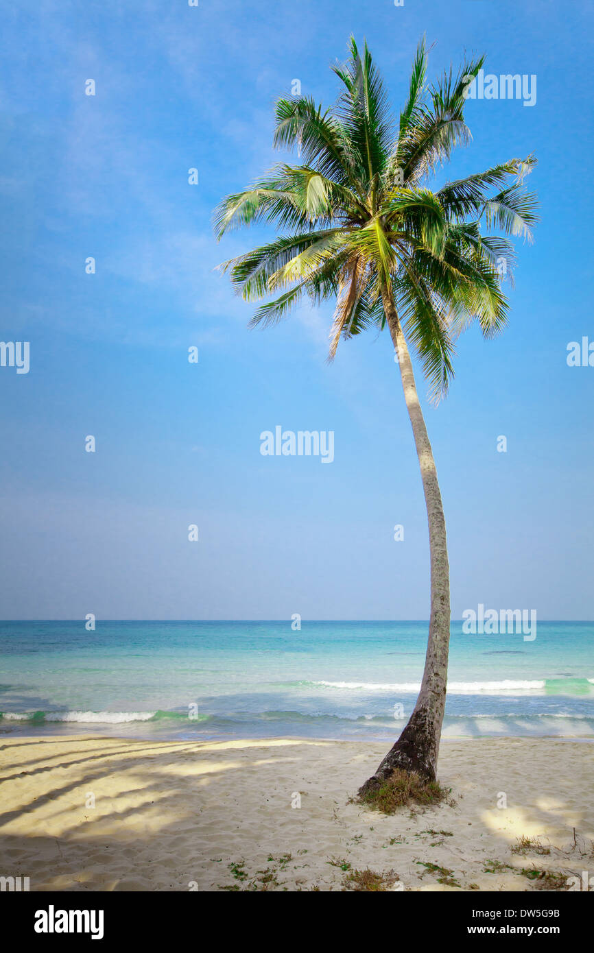 Palm tree hi-res stock photography and images - Alamy