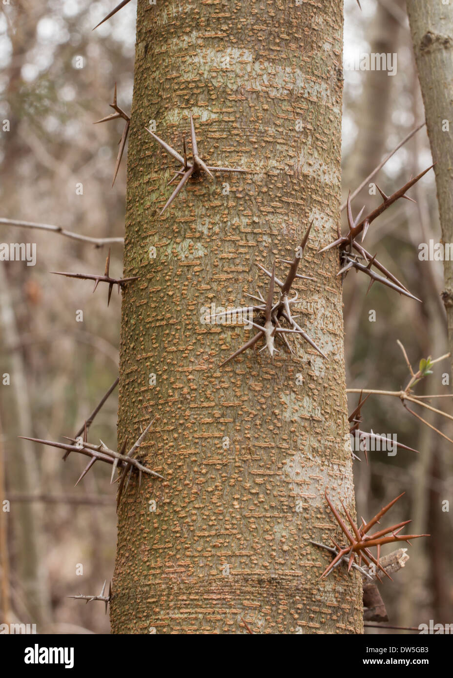 Black Locust thorns. Stock Photo