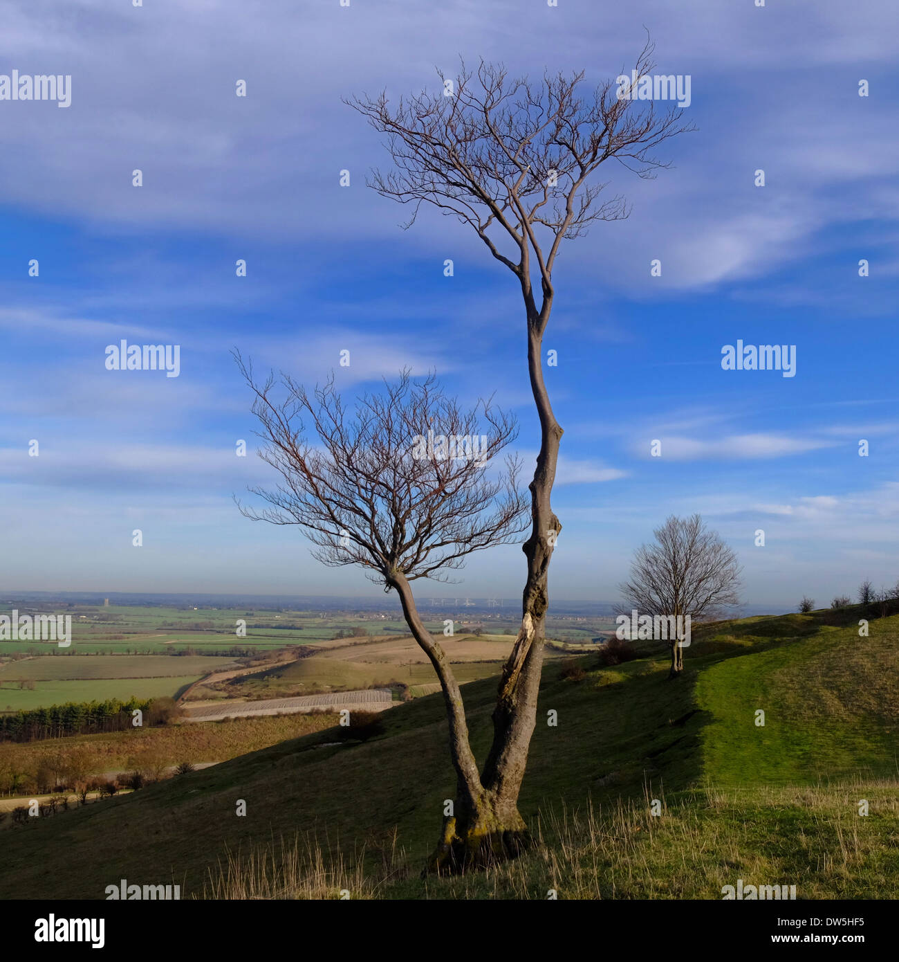 Weathered stunted Beach tree on Pegsdon Hill, Bedfordshire Stock Photo