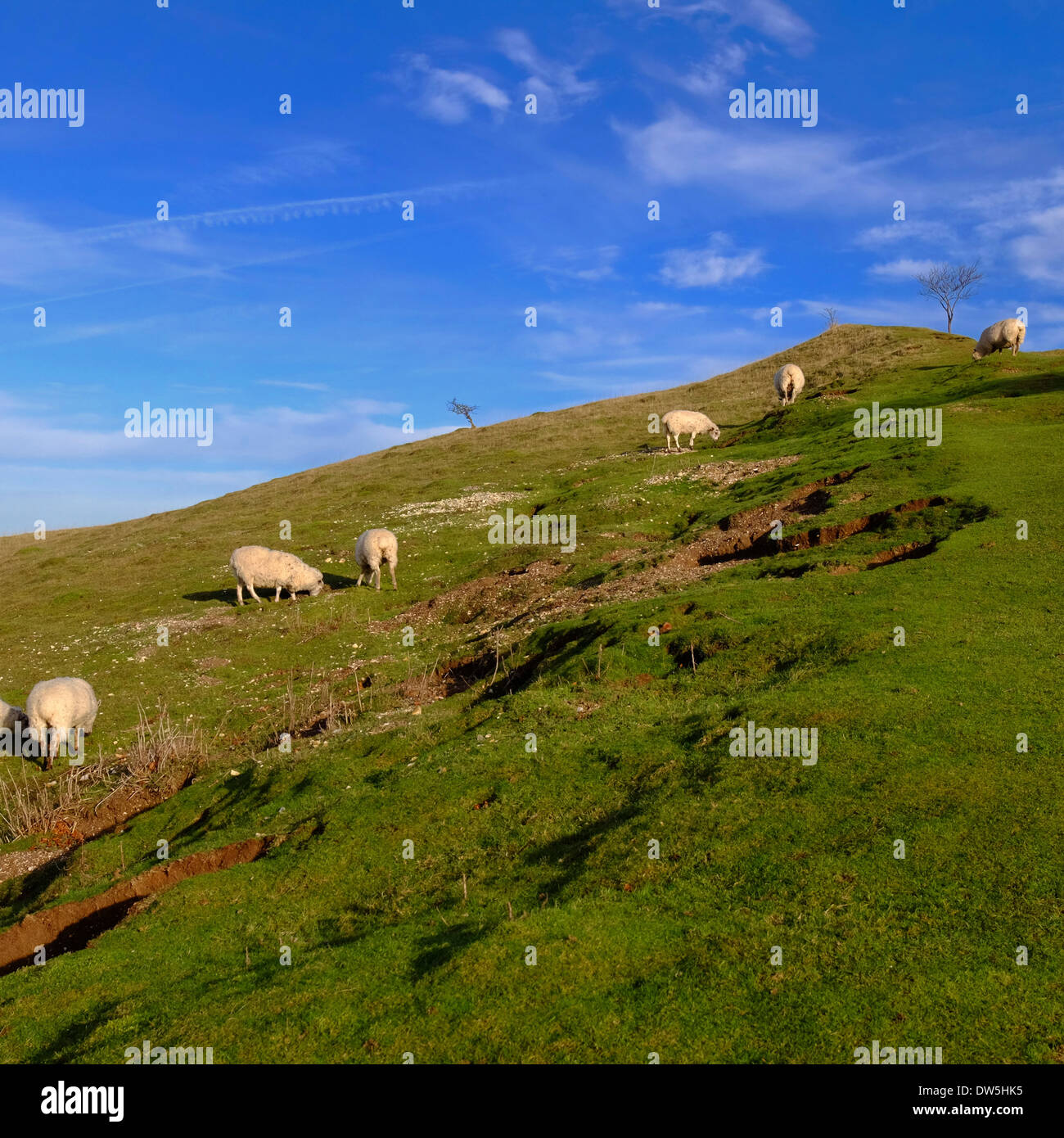 Sheep grazing on a steep hill in Bedfordshire Stock Photo