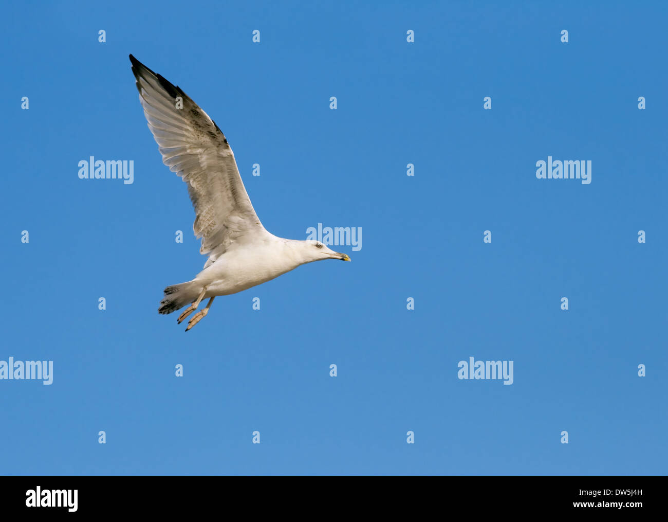 White seagull flying in clear blue sky Stock Photo - Alamy