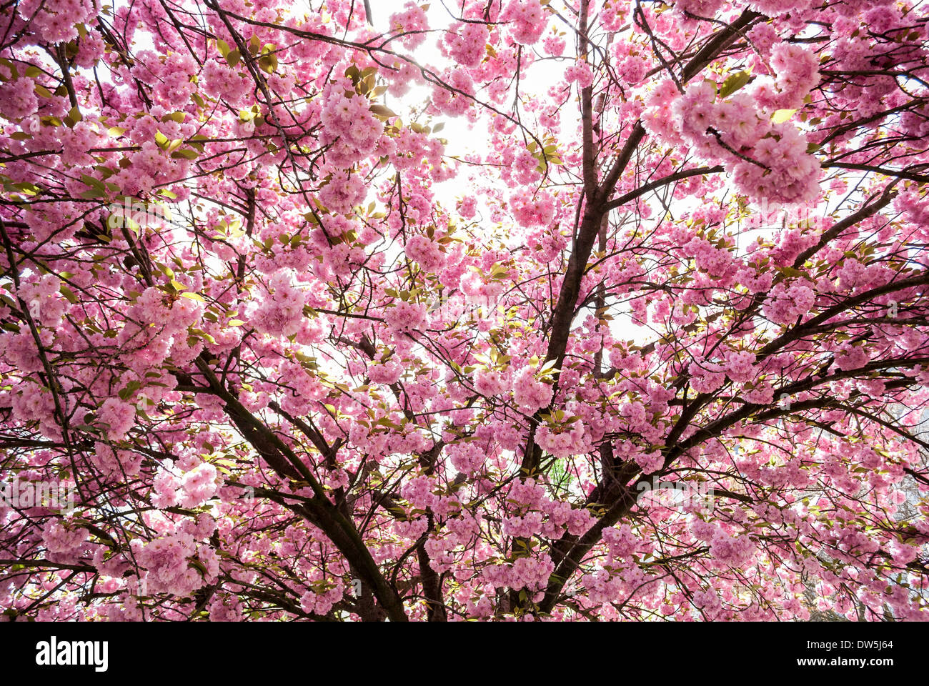 japanese tree with pink flowers Stock Photo Alamy