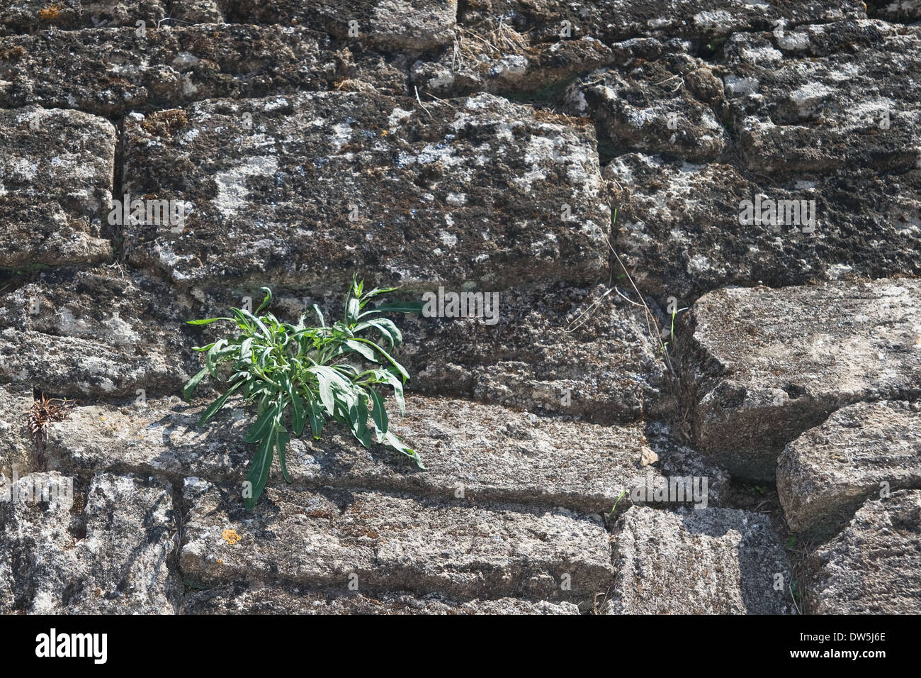 Bunch of green grass growing on an old stone wall Stock Photo - Alamy