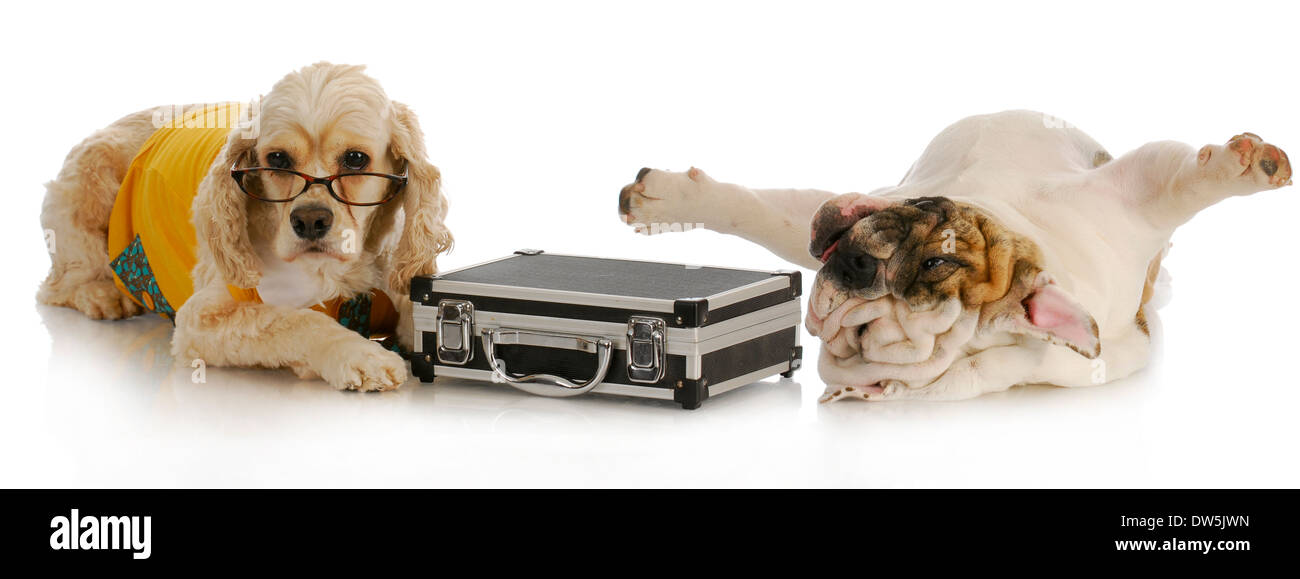 stressful business deal - cocker spaniel with briefcase laying beside stressed english bulldog on white background Stock Photo