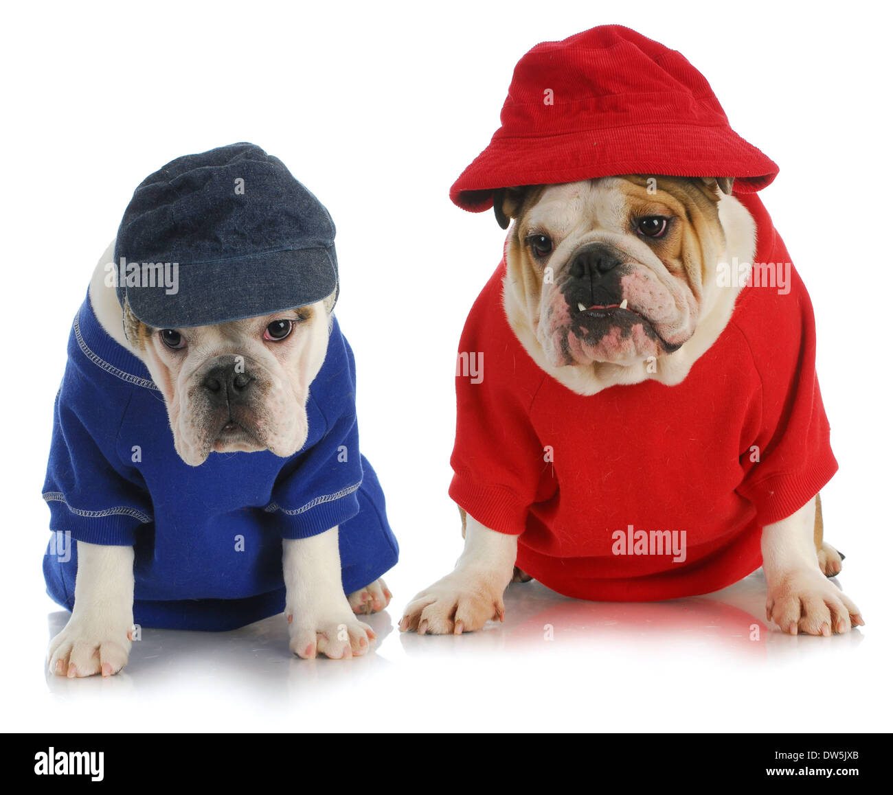 two dogs - english bulldogs wearing red and blue  Stock Photo