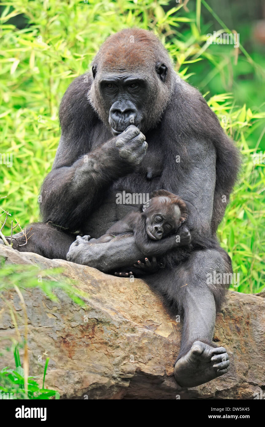 Western Lowland Gorilla (Gorilla gorilla gorilla), female with young Stock Photo