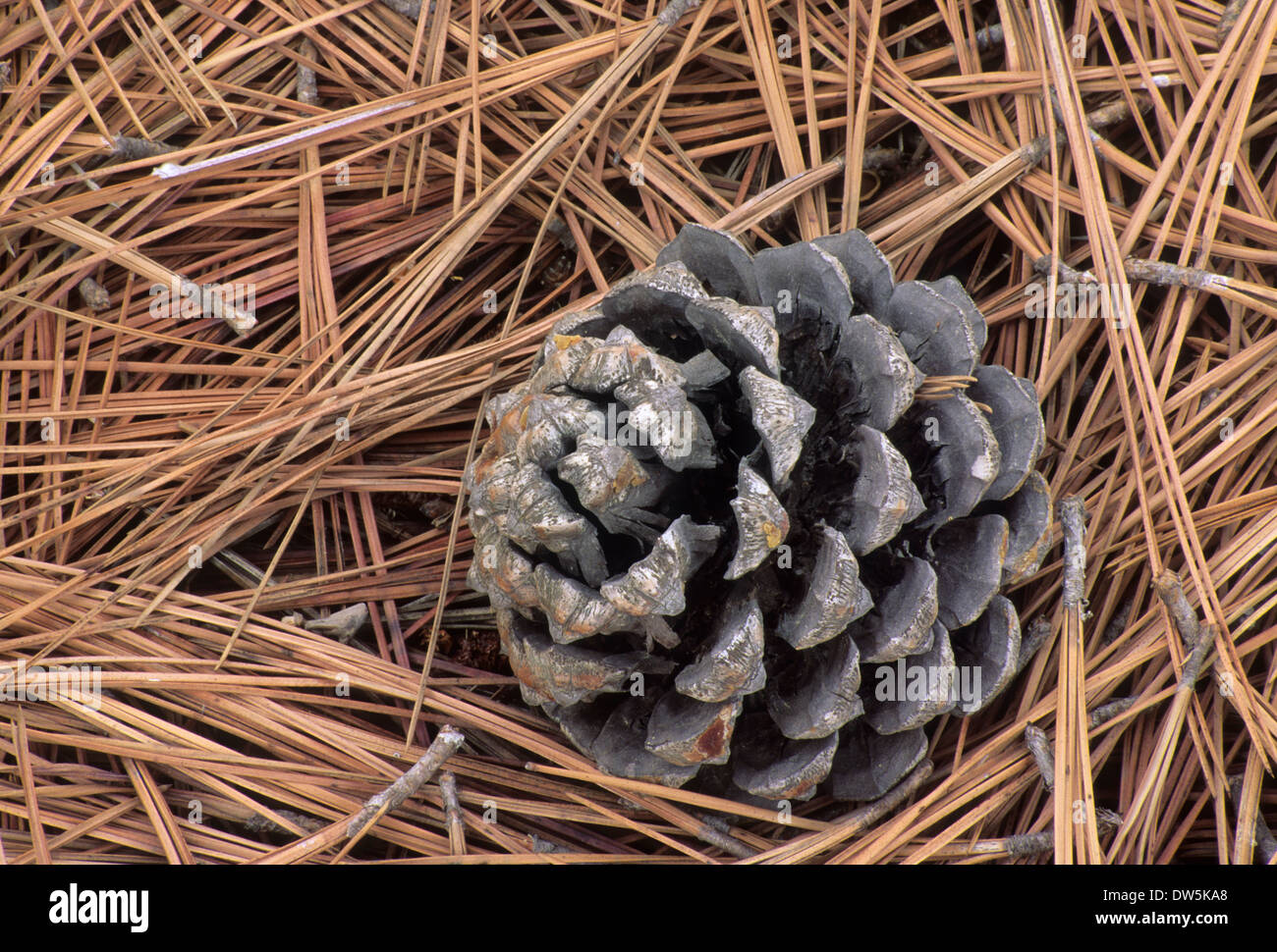 Torrey pine cone on needle mat, Torrey Pines State Reserve Stock Photo