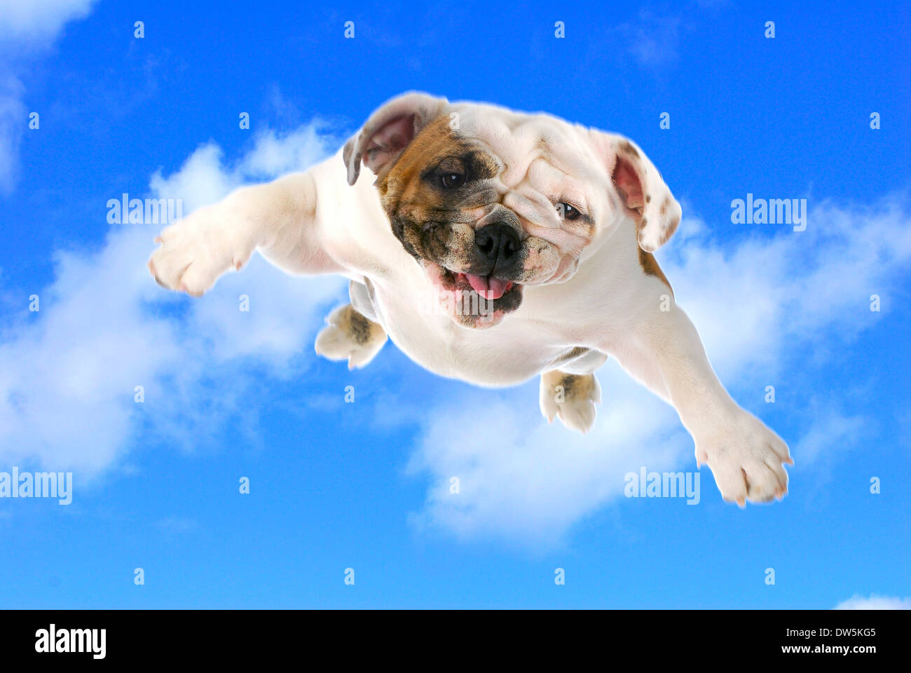 dog flying english bulldog flying in the cloudy blue sky Stock